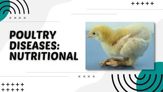 POULTRY 1  Poultry Diseases Vitamin amp Mineral Deficiency  Module 225 Student Output [upl. by Edrock]