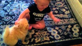 Teacup Pomeranian Puppy and Baby Playing Super Cute [upl. by Worrell]