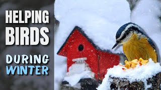 The Right Way on How to Help Birds During Winter [upl. by Gordon]