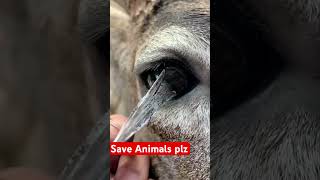 Do not kill animals save animals please saveanimals animals [upl. by Marlen400]