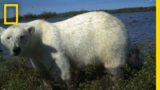 Polar Bear Predation  National Geographic [upl. by Yde]