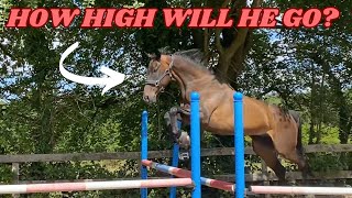 LOOSE JUMPING MY EX RACEHORSE HOW HIGH CAN HE JUMP [upl. by Solenne]