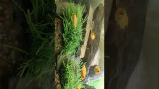 Mbuna cichlid aquascapingtrendingreelstrendingyiutubeshortviralvideoviralshorts [upl. by Gowrie]