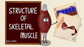 Structure of Skeletal Muscle  Skeletal Muscle Bands  Muscle Tissue  Nerve Muscle Physiology [upl. by Yadseut]