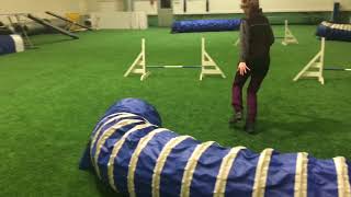 AGILITY 742018  MINNI SHELTIE [upl. by Haelahk]