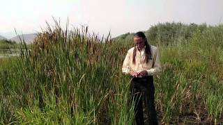 Richard Lonewolf on Cattails Chufa amp Bulrush [upl. by Kurland355]