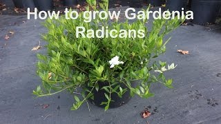 How to grow Gardenia Radicans the dwarf fragrant evergreen shrub [upl. by Oiliduab633]