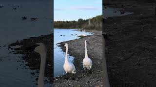 Trumpeter Couple [upl. by Alejandrina]