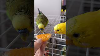 Fighting for a Clementine 🍊  birds budgies cute funny fighting clementine [upl. by Ahsakat]