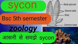 syconsycon bsc 5th semester zoologysycon syconstructure bsc 1year sycon spongeurn [upl. by Calendre]