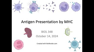 Immunology Fall 2024 Lecture 19 Antigen Presentation by MHC 2 [upl. by Beulah]