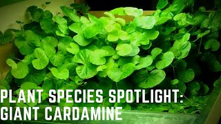 Plant Species Spotlight  Giant Cardamine  Nice Pond Plant Option [upl. by Clover]