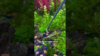 Rotala Indica bonsai aquarium fish poisson aquariumplants aquariumdesign fishcontent [upl. by Elazaro639]