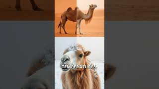 10 Incredible Facts About Camel You Didnt Know camel unta gurunpasir desert discovery facts [upl. by Anilec355]