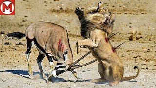 100 Craziest Animal Fights of All Time 2024 [upl. by Dnalloh]