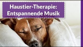 Entspannende Musik für SchlafHunde und Katzen  Schlafmusik für Hunde und Katzen [upl. by Soni98]