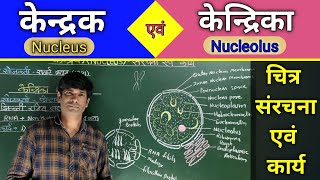 Nucleus केन्द्रक की संरचना एवं कार्य Nucleolus केन्द्रिका की संरचना एवं कार्य। [upl. by Cavuoto]