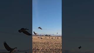 goose hunt  chasse nature snowgoosehunting huntingwaterfowl goose chasseur hunterxhunter [upl. by Ojyllek]