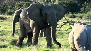 Ancient Enemies Elephant vs Rhino Powerful beasts often killing each other [upl. by Liza741]