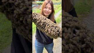 Japanese Honeybees Swarming on a Stick [upl. by Susejedesoj]