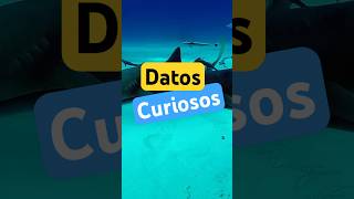 Datos Curiosos que NO Conocías 🤯 datoscuriosos curiosidades sabiasque [upl. by Akeryt]