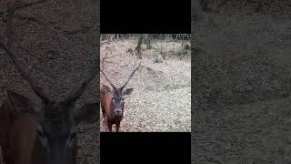 Jelenia ruja deer rut deer nature wildlife slovakia animals [upl. by Henebry]