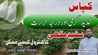 How To Control White Fly سفید مکھی In Cotton  Best Insecticide  सफ़ेद मक्खी नियंत्रण [upl. by Yenhpad233]