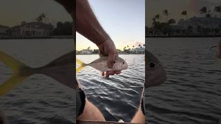 I’m Learning How to Catch Crevalle Jack at Sunset on the Pier [upl. by Nataniel352]