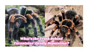 What’s the Truth Behind Tarantulas’ Deadly Reputation [upl. by Aipmylo121]