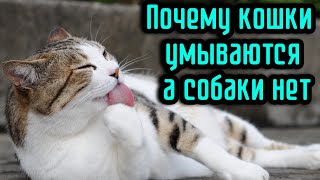 Почему кошки умываются а собаки нет [upl. by Sikram]