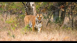 Into the Wild The Jungles of Satpura National Park Madhya Pradesh [upl. by Sinegold]