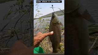 Rahu fish 2kg big sizetwolessfishinthesea trending viralvideo [upl. by Augusta]