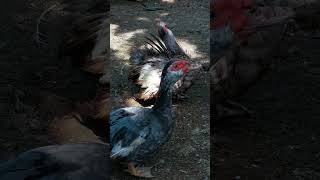 Muscovy duck duck duckbill lovelyduck swan meeting swans animals animalworld chicken [upl. by Bainter138]