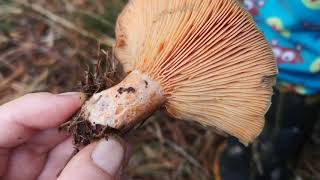 Identifying edible mushrooms Lactarius deliciosus  Saffron milk cap [upl. by Gardner]