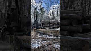 Prentice 180 cutting up big red oak skidder loader logger redoak fyp [upl. by Ilamad]