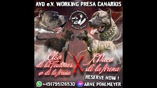 Puppies 2023  Presa Canario  De la Arena  AVD Working Dogs  XPaco x Kleo [upl. by Onid248]