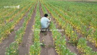 Visiting our quinoa producers in Puno  Peru [upl. by Betsey]