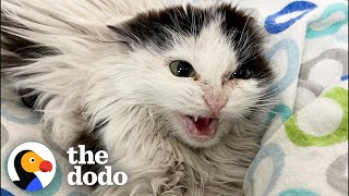 Giving A Hissing Feral Kitten A Bath And This Happens  The Dodo Faith  Restored [upl. by Erdnassac]