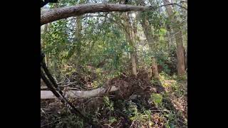 bushwhacking to find Lost Cove Trail chiefsholsters hiking wncstrong helene dayhike [upl. by Arahsit519]