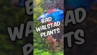 Bad Plants For Walstad Method Tanks Theres Better Options For Your Dirted Planted Tanks [upl. by Garvy339]