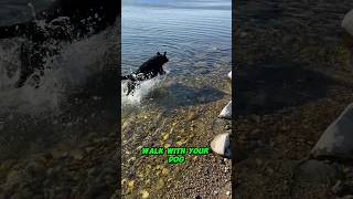 Dog Quote Of The Day  Go For Walkies dogs shorts viralvideo [upl. by Ahseenal622]