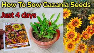 How To Grow Gazania Flower Plant From Seeds  Gazania Seeds Grow  Gazania by Seeds  Gazania Seeds [upl. by Chae728]