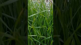 Quick and Easy Wheatgrass Growing for Health healthyliving chlorophyll [upl. by Rosemare]