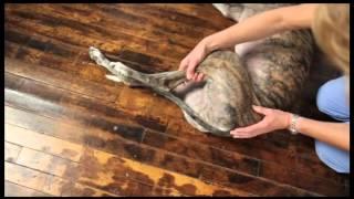 Video 9 Dog Physical Therapy Hip Flexion Extension [upl. by Jacquette]