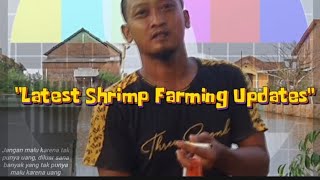 Latest Shrimp Farming Updates  ShrimpFarming Aquaculture ShrimpBusiness SeafoodIndustry [upl. by Cirilla1]