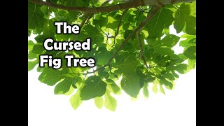 THE CURSED FIG TREE [upl. by Brothers]