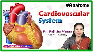 Introduction to Cardiovascular System  General anatomy [upl. by Justen]