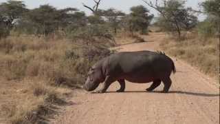 Hippo crossing road at Lemala Ewanjan Camp area  Serengeti  July 2012 [upl. by Iggep]