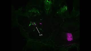 Double labelling of Type1CG and MLONt [upl. by Aynad]