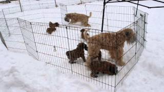 Wheaten Terrier puppies playing in the snow [upl. by Mcgrody242]